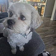 Gizmo joined the competition — help win amazing prizes! dog, pet, white_dog, indoor, chair, kitchen, floor, furniture, collar, fur, curious, side_view, domestic_animal, house, room, wood_floor, appliances, counter, couch, cozy