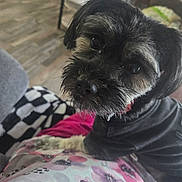 Roxie is registered to the contest to win money with this photo: dog, pet, black_dog, small_dog, jacket, indoor, living_room, floor, table, blanket, floral_pattern, curious, close_up, furry, cute, animal, companion, home, cozy, resting