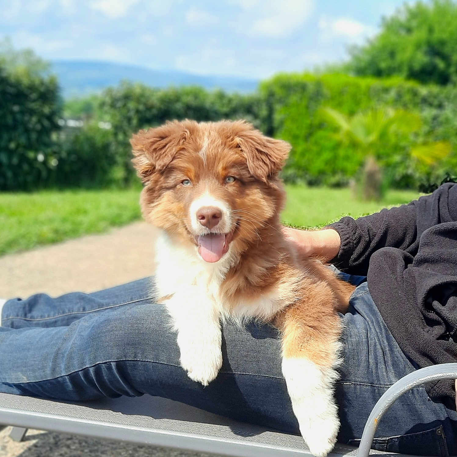 Aslan participe au concours pour gagner de l'argent avec cette photo : animal, canine, clothing, dog, face, furniture, grass, head, jeans, nature, outdoors, pants, park, person, pet, photography, plant, portrait, puppy, sitting