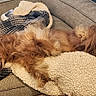 Blitz is registered to the contest to win money with this photo: dog, dog_bed, blanket, plaid, sherpa, fur, relaxed, sleepy, cozy, indoor, wood_floor, rug, pet, canine, resting, couch, brown, long_hair, comfort, home