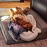 Blitz is registered to the contest to win money with this photo: dog, dog_bed, blanket, plush, wood_floor, sunlight, indoor, cozy, relaxed, pet, fur, brown_dog, upside_down, resting, comfort, home, carpet, cushion, sleepy, animal