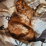 Blitz is registered to the contest to win money with this photo: dog, bed, blanket, quilt, pillow, indoor, resting, pet, fur, golden_brown, cozy, sunlight, relaxed, animal, canine, comfort, home, laying_down, warm, sleepy