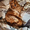 dog, bed, blanket, quilt, pillow, indoor, resting, pet, fur, golden_brown, cozy, sunlight, relaxed, animal, canine, comfort, home, laying_down, warm, sleepy