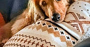 Blitz joined the competition — help win amazing prizes! dog, golden_retriever, resting, pillow, patterned_pillow, indoor, couch, cozy, pet, fur, closeup, comfort, relaxed, cute, animal, mammal, home, laying_down, face, ears