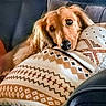dog, golden_retriever, resting, pillow, patterned_pillow, indoor, couch, cozy, pet, fur, closeup, comfort, relaxed, cute, animal, mammal, home, laying_down, face, ears