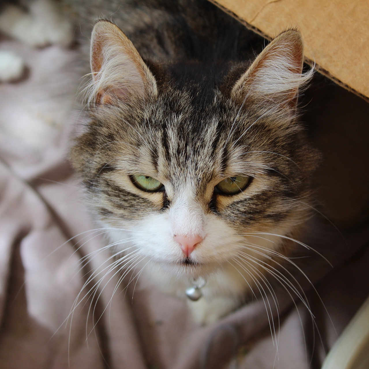 Jayna is registered to the contest to win money with this photo: animal, blanket, cardboard_box, cat, close_up, collar, cute, domestic_cat, ears, face, feline, fur, green_eyes, indoor, nose, pet, resting, soft_texture, tabby, whiskers