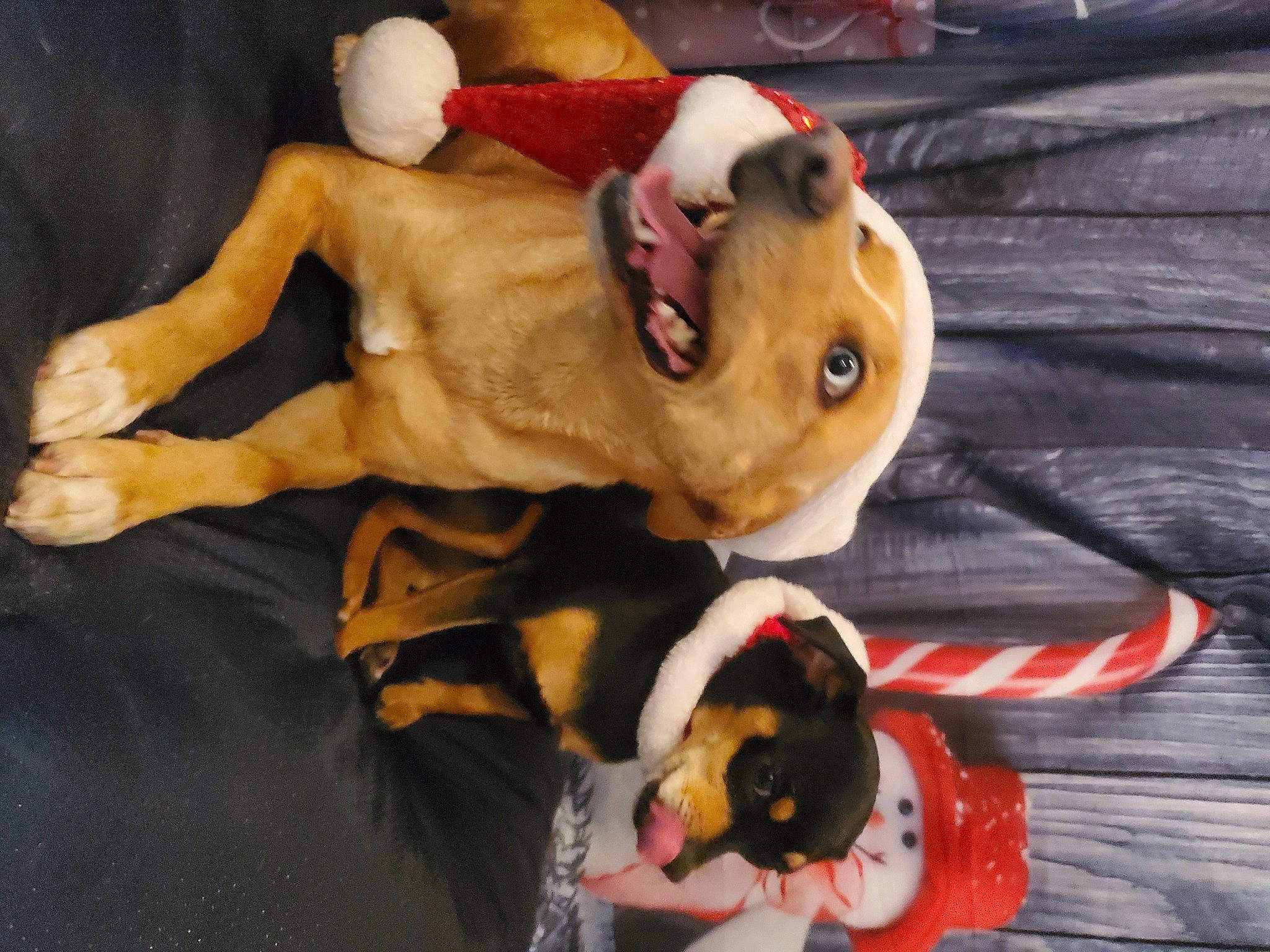 Sadie And Rue is registered to the contest to win money with this photo: canidae, carnivore, companion_dog, dog, dog_breed, dog_supply, dog_toy, fawn, huntaway, non_sporting_group, paw, pet_supply, puppy, snout, sporting_group, vertebrate, working_animal, working_dog