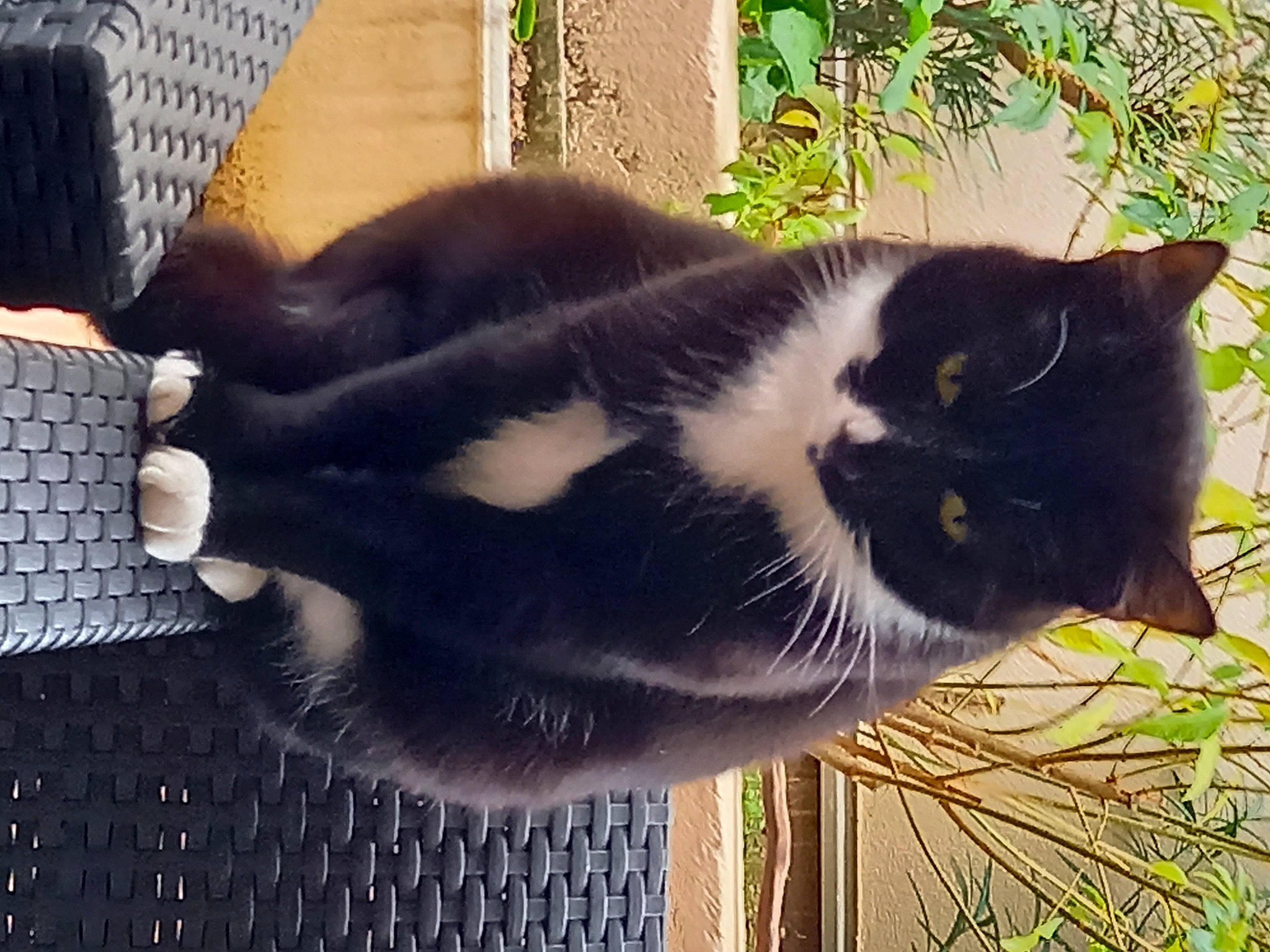 Popeye a rejoint le concours — aidez-le/la à gagner de superbes lots ! carnivore, cat, felidae, fur, mesh, pet_supply, small_to_medium_sized_cats, snout, tail, terrestrial_animal, vertebrate, whiskers, wire_fencing