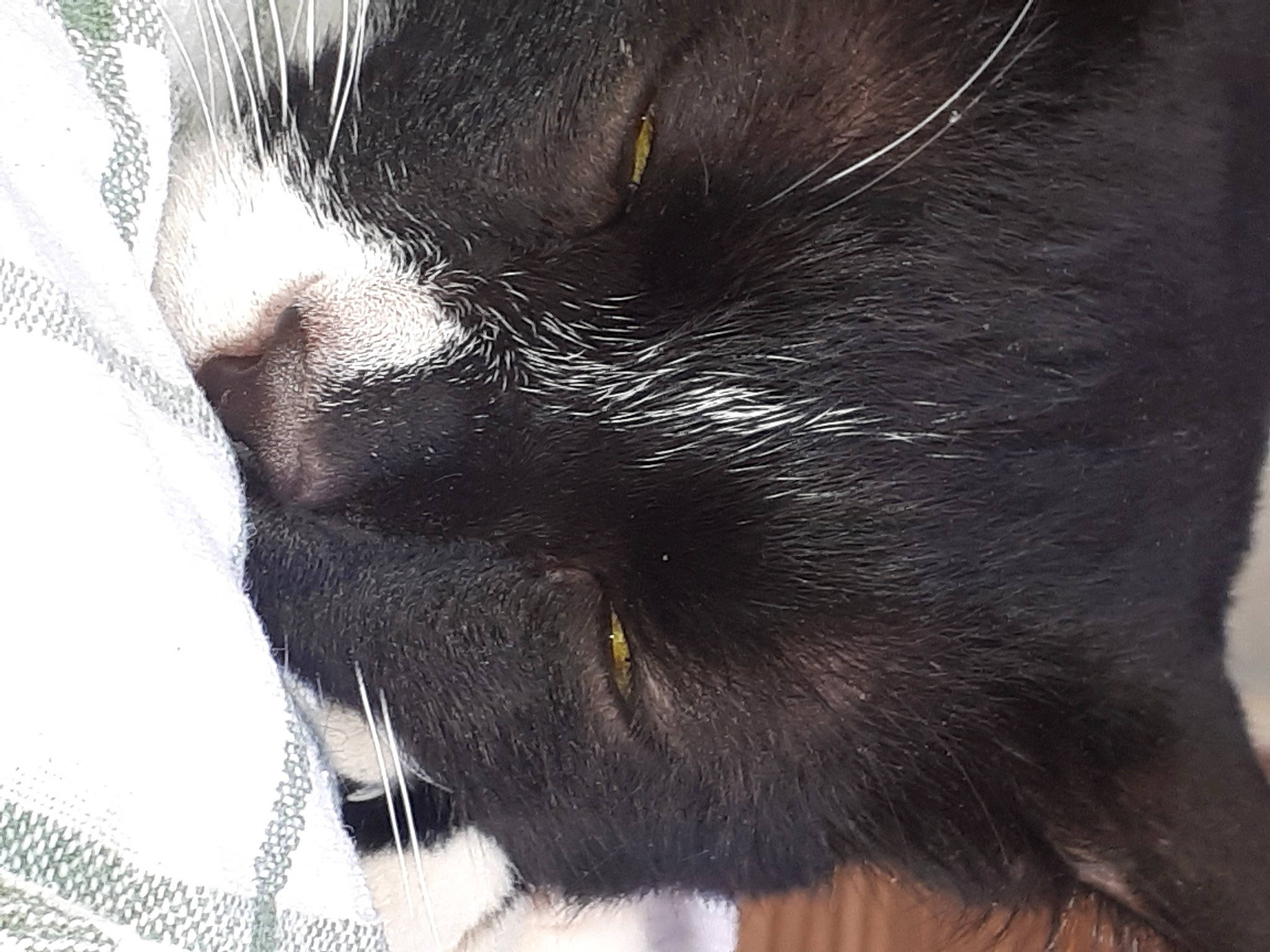 Popeye participe au concours pour gagner de l'argent avec cette photo : black, black_cat, carnivore, cat, close_up, felidae, fur, photography, small_to_medium_sized_cats, snout, terrestrial_animal, vertebrate, whiskers, working_animal