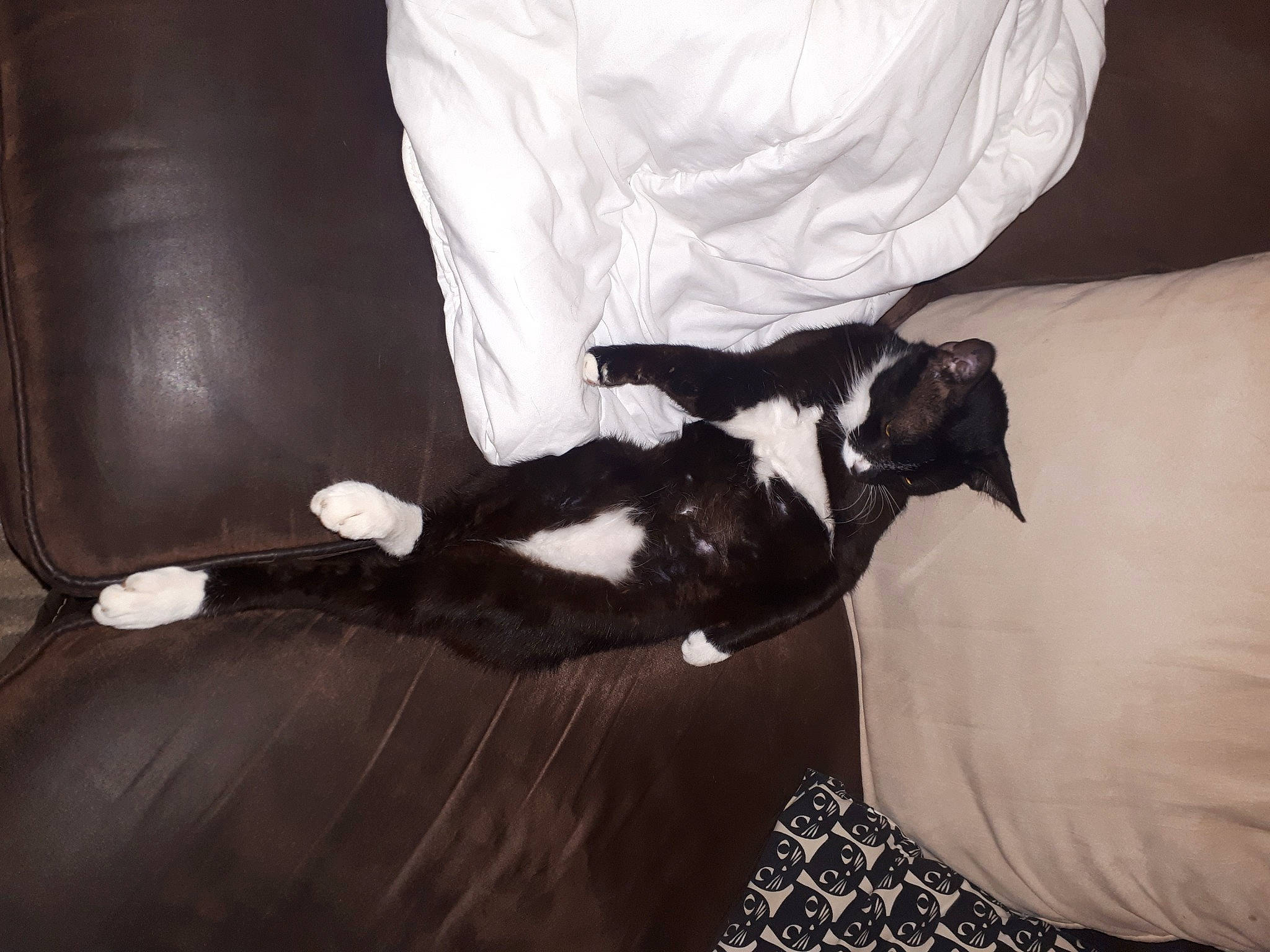 Popeye participe au concours pour gagner de l'argent avec cette photo : black, black_and_white, carnivore, cat, comfort, felidae, fur, leather, linens, monochrome_photography, small_to_medium_sized_cats, style, tail, terrestrial_animal, whiskers