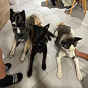 Usko a rejoint le concours — aidez-le/la à gagner de superbes lots ! animal, black_dog, brown_dog, casual, chair, dog, floor, furniture, hand, indoor, laundry_basket, legs, paw, person, pet, shoe, sitting, slippers, tile, white_dog