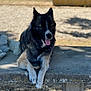 dog, black, tan, bench, outdoor, animal, pet, fur, relaxed, panting, shadow, nature, stone, park, resting, canine, daylight, tongue, ears, closeup