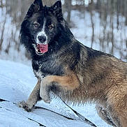 Usko a rejoint le concours — aidez-le/la à gagner de superbes lots ! dog, snow, winter, outdoor, animal, canine, forest, playful, fur, tongue, paw, nature, happy, cold, pet, mammal, landscape, daytime, active, background_blur