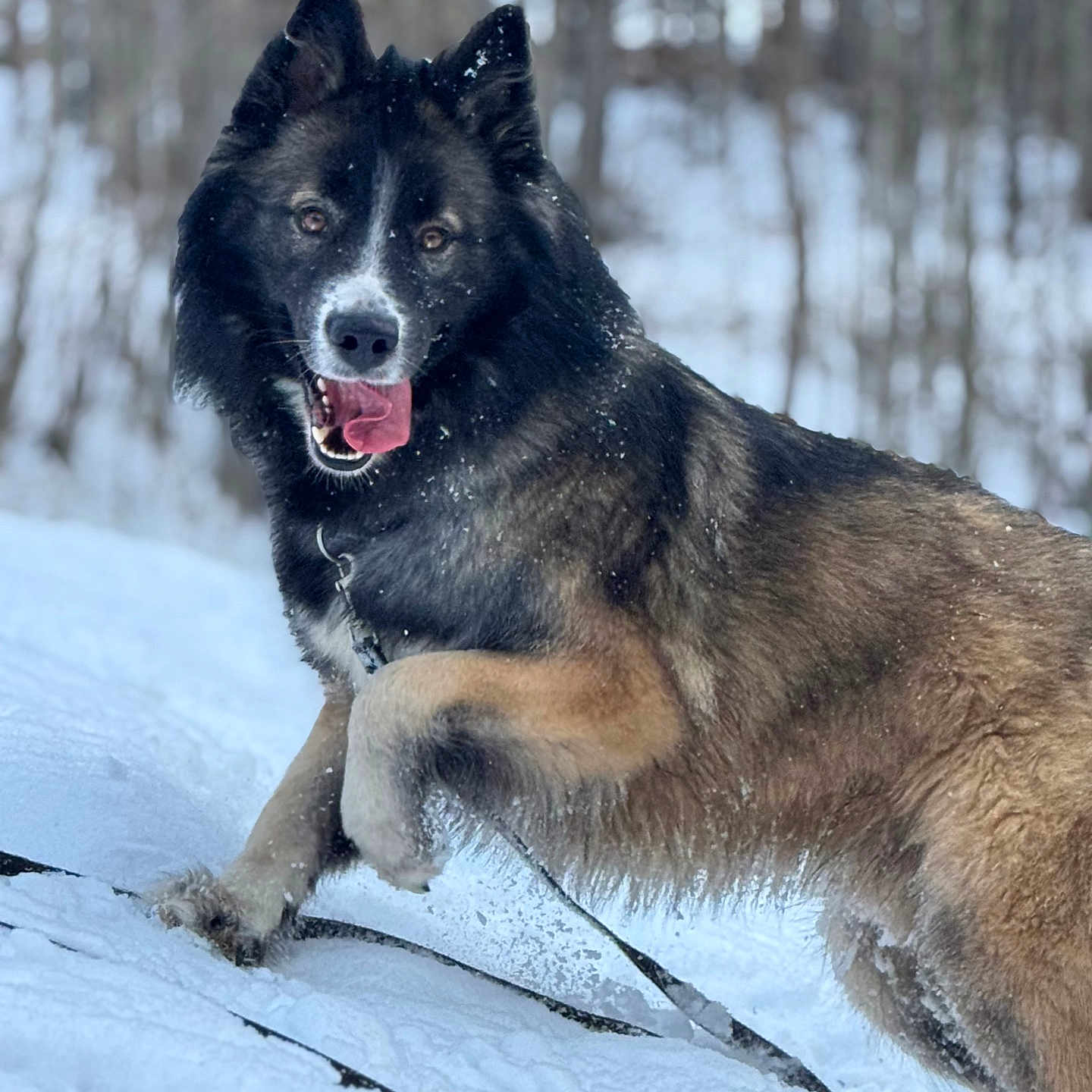 Usko a rejoint le concours — aidez-le/la à gagner de superbes lots ! active, animal, background_blur, canine, cold, daytime, dog, forest, fur, happy, landscape, mammal, nature, outdoor, paw, pet, playful, snow, tongue, winter