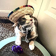 Doja is registered to the contest to win money with this photo: carpet, cat, close_up, colorful, cozy, curious, cute, domestic_animal, feline, hat, indoor, looking_up, paws, pet, playful, purple_toy, scratching_pad, sombrero, toy_mouse, whiskers