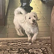 Benny joined the competition — help win amazing prizes! dog, small_dog, fluffy, white_fur, standing, walking, open_mouth, happy, hallway, indoor, home, rug, carpet, tile_floor, person, checkered_pants, legs, doorway, pet, candid