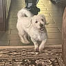 dog, small_dog, fluffy, white_fur, standing, walking, open_mouth, happy, hallway, indoor, home, rug, carpet, tile_floor, person, checkered_pants, legs, doorway, pet, candid