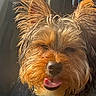 animal, canine, close_up, cute, dog, domestic_animal, expression, face, fluffy, friendly, fur, happy, muzzle, outdoor, pet, portrait, smiling, sunlight, tongue_out, warm_light