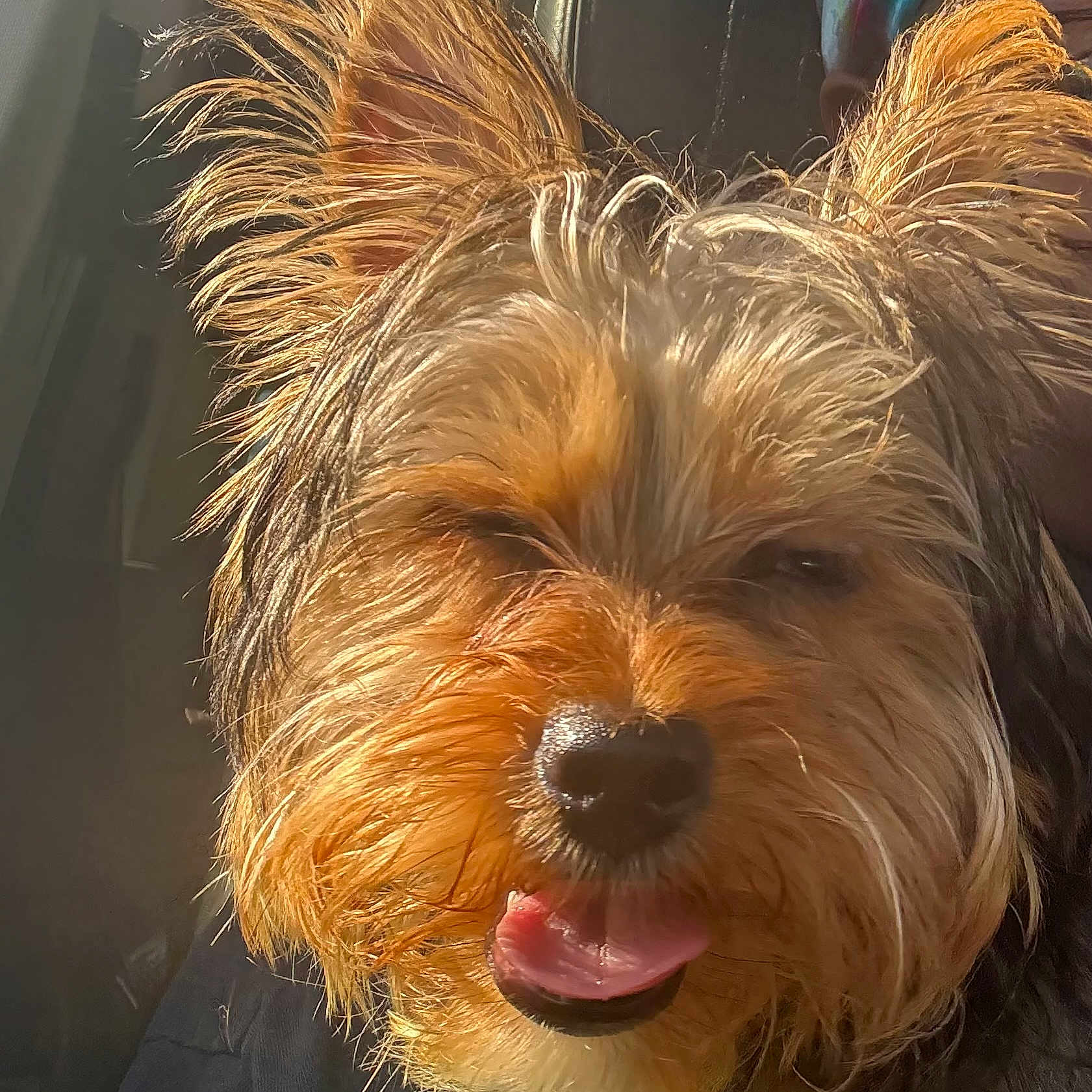 Kyle Barker joined the competition — help win amazing prizes! animal, canine, close_up, cute, dog, domestic_animal, expression, face, fluffy, friendly, fur, happy, muzzle, outdoor, pet, portrait, smiling, sunlight, tongue_out, warm_light