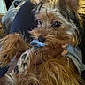 Kyle Barker is registered to the contest to win money with this photo: black_nose, blanket, brown_fur, close_up, comfort, cozy, cute, dog, ears, eyes, fluffy, fur, hand, holding, home, indoor, person, pet, relaxed, small_dog