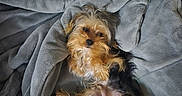 Kyle Barker is registered to the contest to win money with this photo: animal, blanket, canine, comfort, companion, cozy, cute, dog, fur, fur_texture, home, indoor, lying_down, nap_time, pet, relaxed, resting, sleepy, small_dog, soft