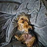 animal, blanket, canine, comfort, companion, cozy, cute, dog, fur, fur_texture, home, indoor, lying_down, nap_time, pet, relaxed, resting, sleepy, small_dog, soft