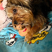 Kyle Barker joined the competition — help win amazing prizes! animal, blanket, cartoon, chewing, closeup, colorful, cozy, cute, dog, expression, fur, indoor, mammal, paw, pet, playful, resting, small_dog, snout, toy