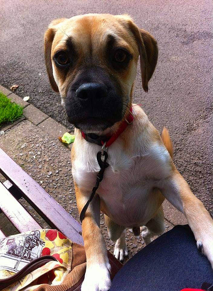 Scrappy Doo joined the competition — help win amazing prizes! beagador, black_mouth_cur, canidae, carnivore, companion_dog, dog, dog_breed, fawn, mammal, potcake_dog, puggle, puppy, rare_breed_dog, snout, sporting_group, vertebrate