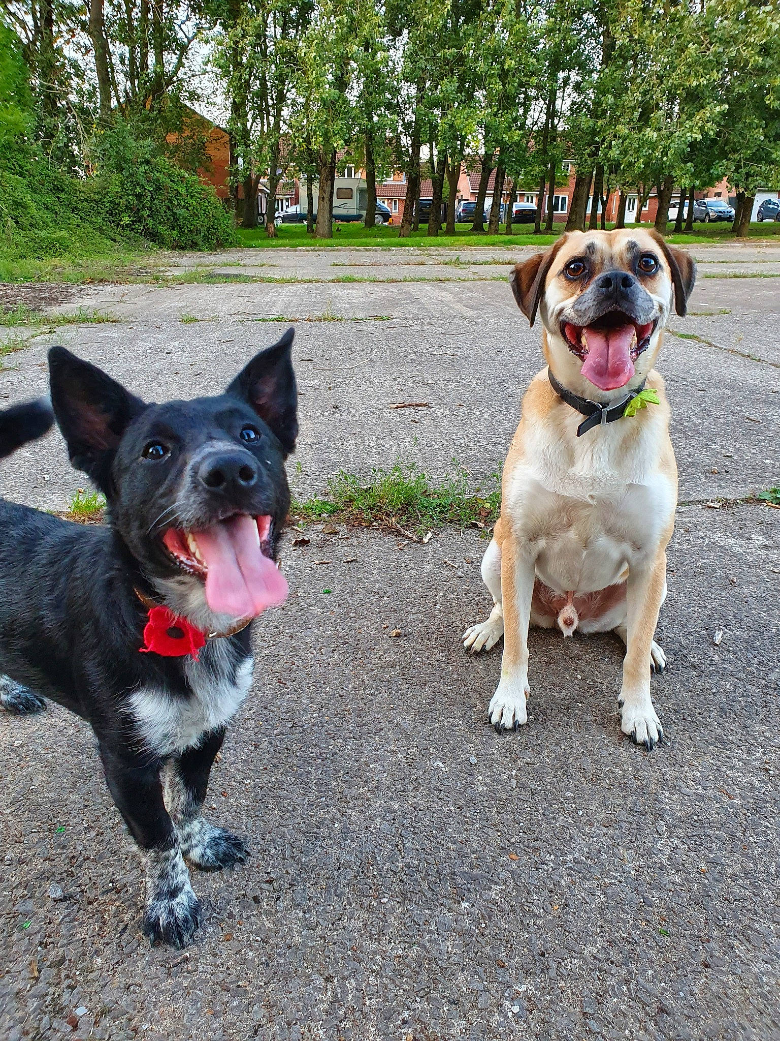 Scrappy Doo joined the competition — help win amazing prizes! adventure, canidae, carnivore, companion_dog, dog, dog_breed, dog_walking, fawn, leash, mammal, sporting_group, working_dog