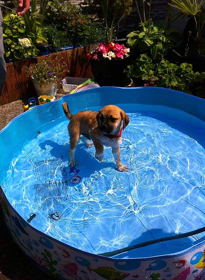 Scrappy Doo joined the competition — help win amazing prizes! canidae, dog, dog_breed, fawn, fun, leisure, sporting_group, swimming_pool, water, water_feature