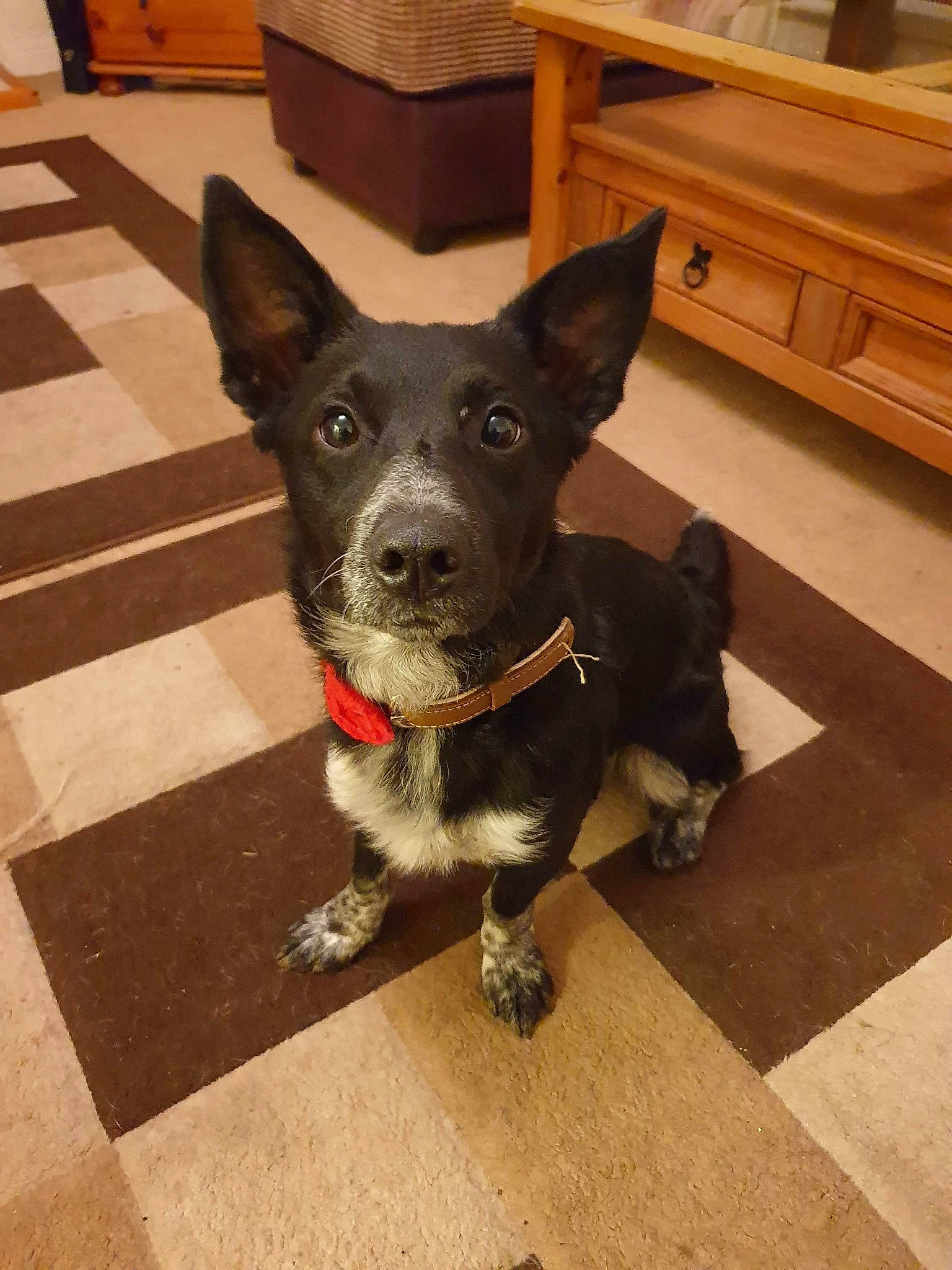 Jacko joined the competition — help win amazing prizes! canidae, carnivore, dog, dog_breed, fawn, mammal, rare_breed_dog, snout, sporting_group, texas_heeler, vertebrate