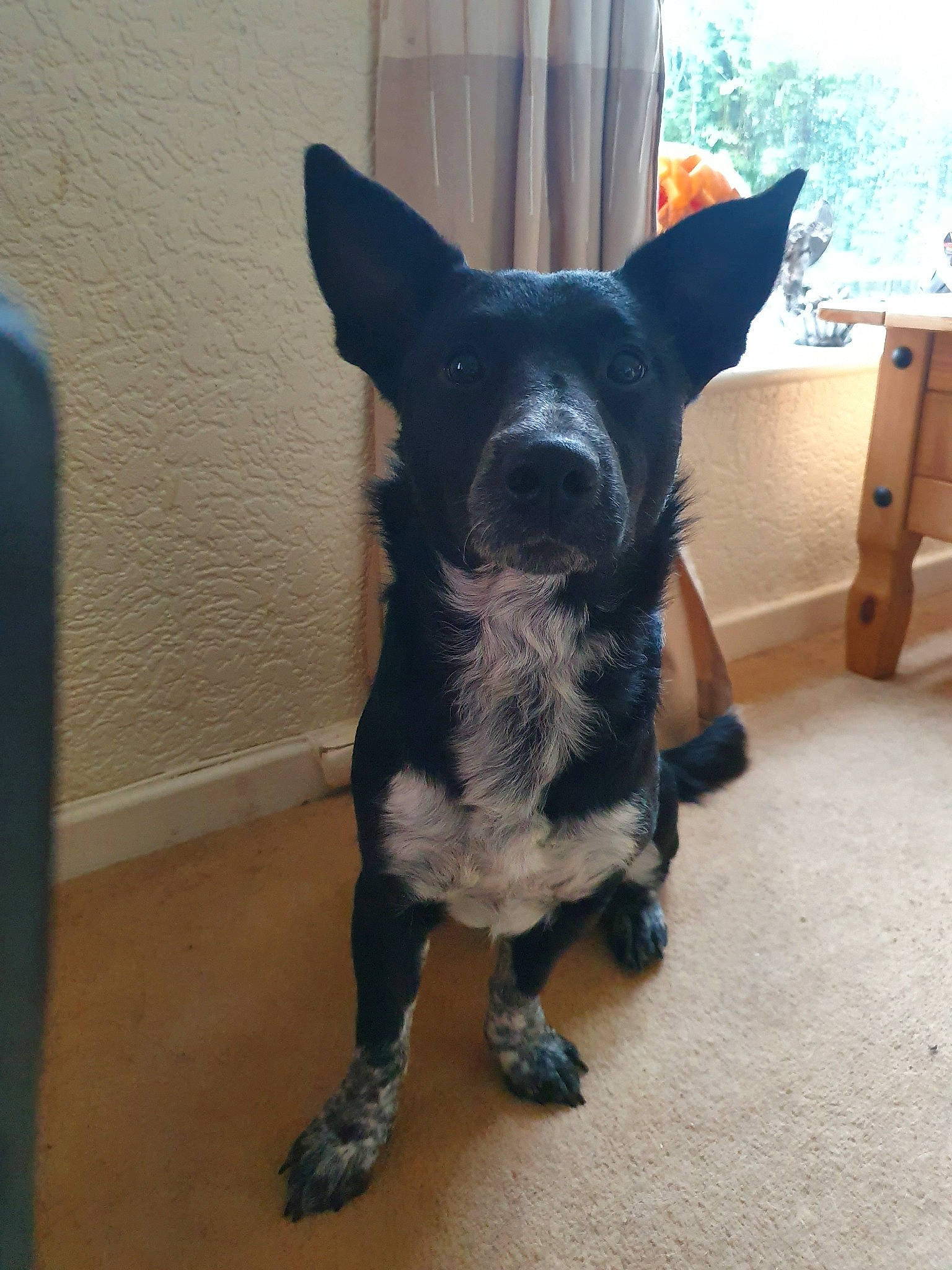 Jacko is registered to the contest to win money with this photo: australian_cattle_dog, canidae, carnivore, dog, dog_breed, formosan_mountain_dog, mammal, rare_breed_dog, snout, vertebrate