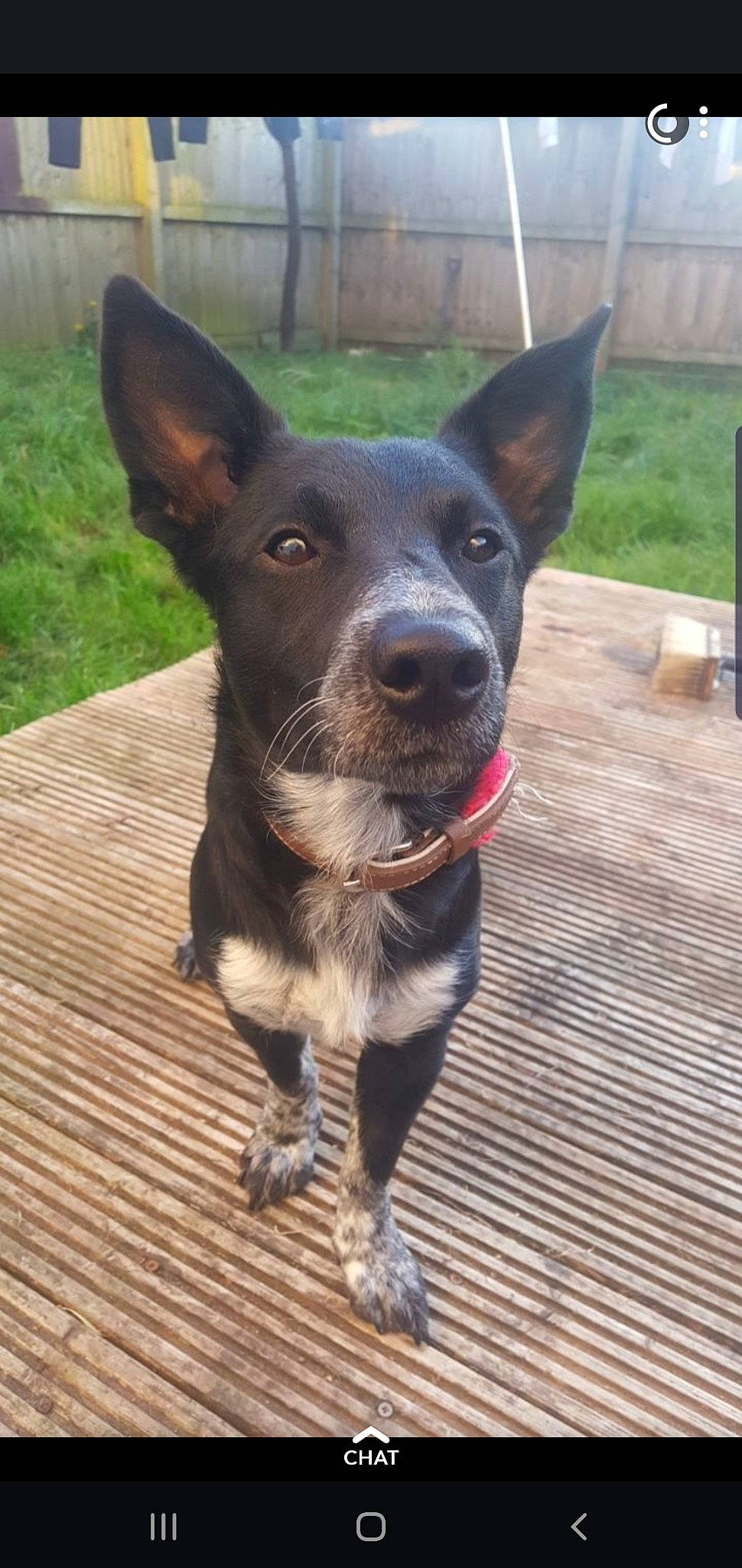 Jacko joined the competition — help win amazing prizes! australian_cattle_dog, australian_kelpie, canidae, carnivore, dog, dog_breed, feist, formosan_mountain_dog, mammal, rare_breed_dog, snout, sporting_group, texas_heeler, vertebrate, working_dog