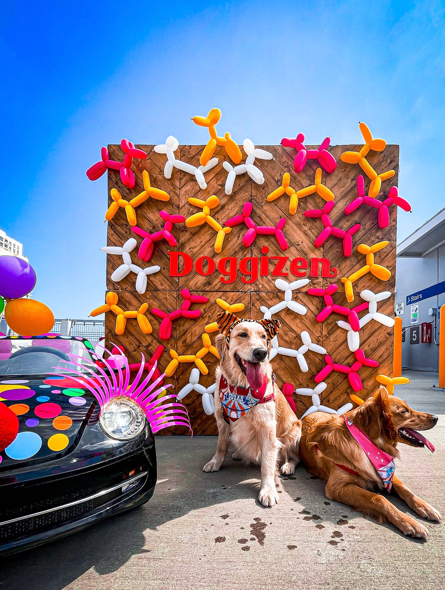 Sugar is registered to the contest to win money with this photo: art, automotive_tire, car, carnivore, companion_dog, dog, dog_breed, event, eyewear, fawn, fun, leisure, plant, recreation, sky, tire, toy, travel, vehicle, wheel
