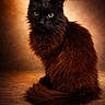 animal, black_cat, brown_fur, cat, closeup, cute, feline, fluffy, fur, green_eyes, indoor, majestic, mysterious, pet, portrait, sitting, soft_lighting, tail, warm_background, whiskers