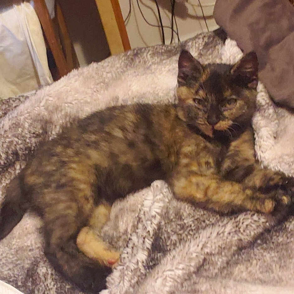Harrlow is registered to the contest to win money with this photo: animal, bed, bedroom, blanket, cat, computerhardware, couch, cushion, dormroom, electronics, furniture, hardware, homedecor, indoors, interiordesign, kitten, person, pet, room, sleeping
