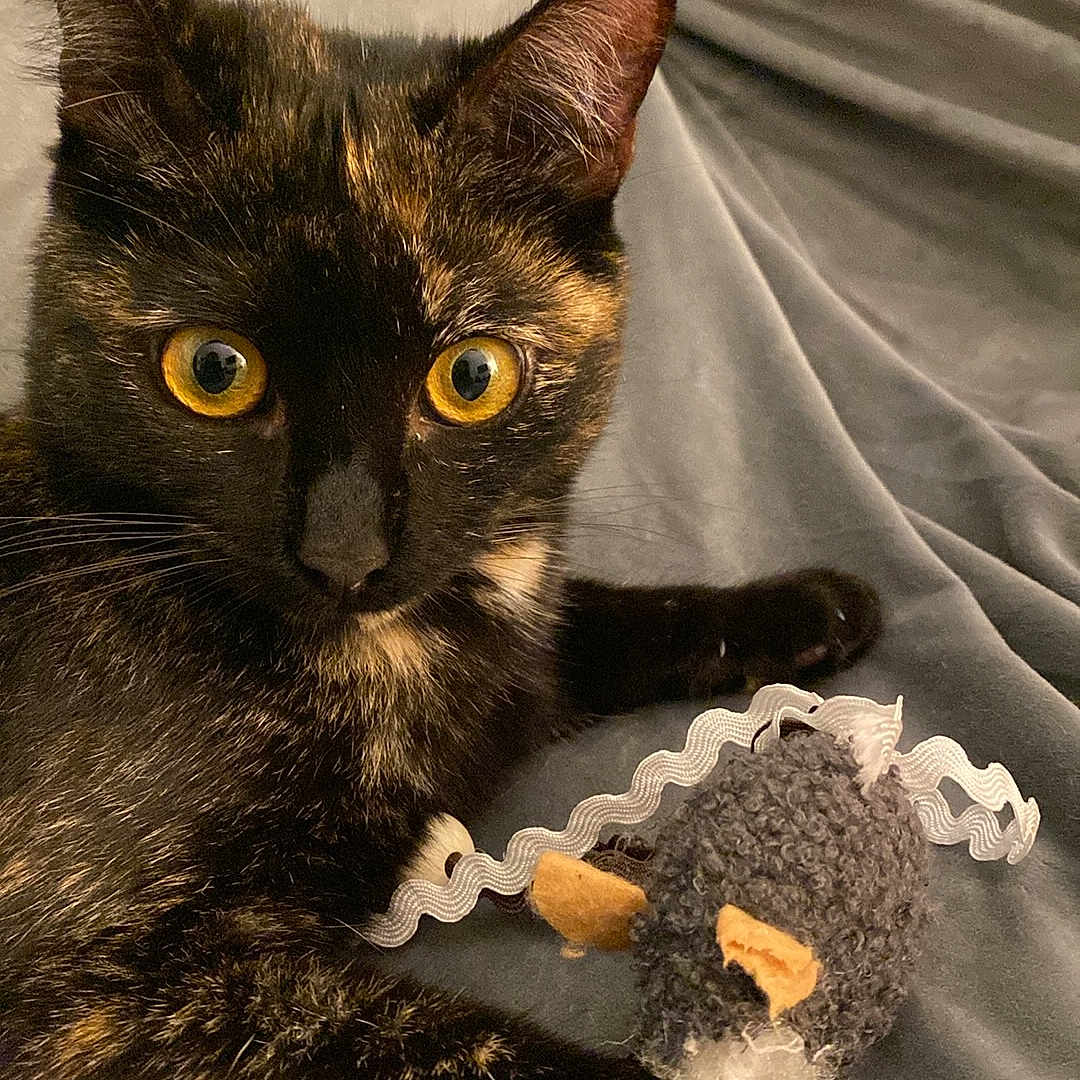 Ichika a rejoint le concours — aidez-le/la à gagner de superbes lots ! abyssinian, animal, bed, bedroom, blackcat, blanket, brasssection, cat, couch, cushion, furniture, homedecor, horn, kitten, linen, manx, musicalinstrument, pet, plush, toy