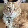 cat, ginger_cat, orange_cat, pet, feline, animal, portrait, close_up, green_eyes, whiskers, ears, fur, collar, tags, indoors, home, lounging, sitting, wooden_surface, photography
