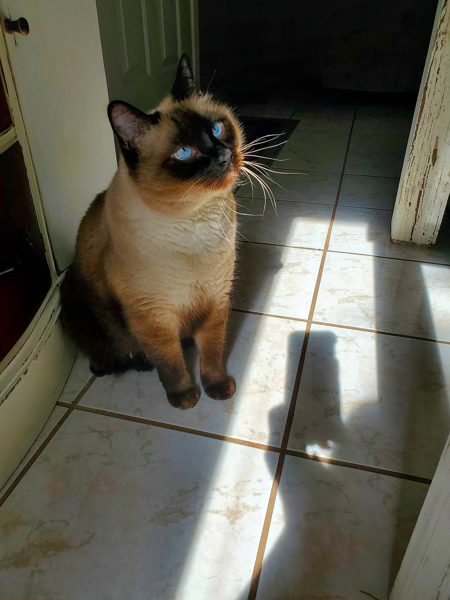 Shadow is registered to the contest to win money with this photo: balinese, birman, brown, carnivore, cat, domestic_short_haired_cat, fawn, felidae, floor, flooring, fur, hardwood, siamese, small_to_medium_sized_cats, snout, tail, thai, tile_flooring, whiskers, wood