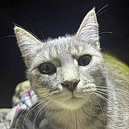 Dory Jean is registered to the contest to win money with this photo: cat, gray_tabby, close_up, whiskers, curious, pet, animal, feline, indoor, soft_lighting, ears, face, portrait, blanket, cozy, domestic_cat, fur, eyes, nose, cute