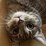 Dory Jean is registered to the contest to win money with this photo: cat, gray_tabby, close_up, whiskers, fur, eyes, pet, animal, cute, playful, lying_down, indoor, curious, portrait, mammal, feline, soft, nose, ears, upside_down