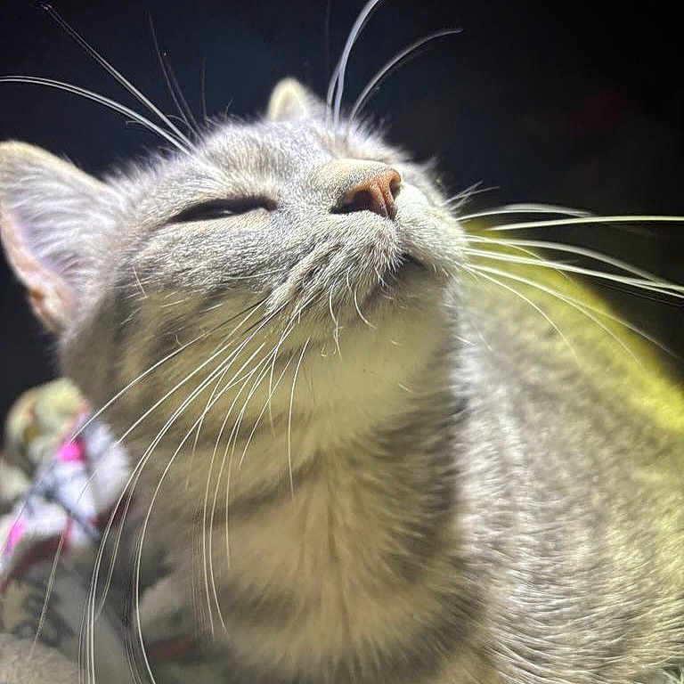 Dory Jean joined the competition — help win amazing prizes! animal, cat, close_up, content, cute, ears, face, feline, fur, indoor, light, mammal, peaceful, pet, portrait, relaxed, shadow, snout, soft, whiskers