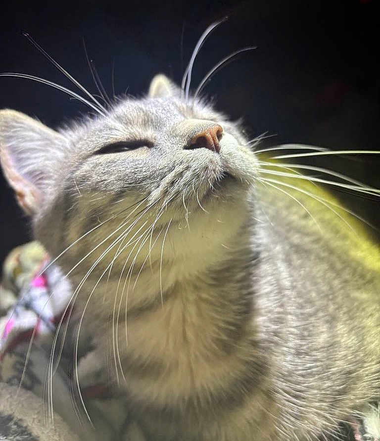 Dory Jean joined the competition — help win amazing prizes! cat, close_up, whiskers, fur, animal, pet, feline, content, relaxed, portrait, indoor, light, shadow, cute, mammal, face, snout, ears, soft, peaceful