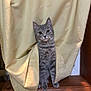 Dory Jean joined the competition — help win amazing prizes! cat, gray_tabby, curtain, wooden_ledge, indoor, pet, animal, feline, curious, sitting, looking, window, home, cozy, cute, whiskers, ears, paws, fur, domestic_cat