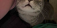 Dory Jean joined the competition — help win amazing prizes! cat, curious, wide_eyes, peek, clothes, fabric, indoor, pet, whiskers, fur, gray_cat, close_up, animal, cozy, soft_lighting, looking_up, domestic_cat, portrait, cute, feline