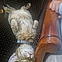 Tomy participe au concours pour gagner de l'argent avec cette photo : kitten, sleeping, cat, collar, furniture, wood, hand, relaxed, indoor, pet, cute, cozy, resting, animal, soft, young, patterned, paw, whiskers, domestic