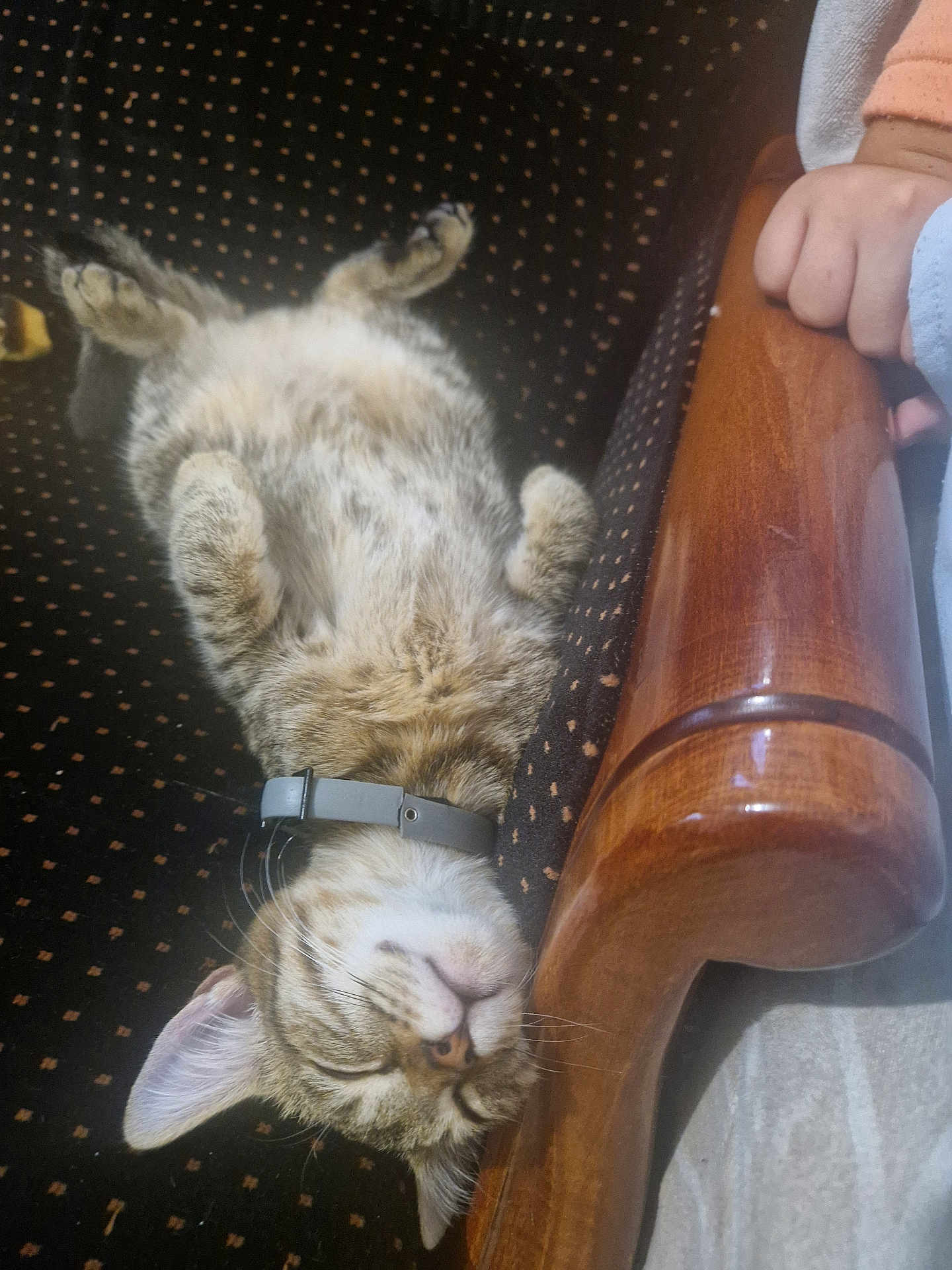 Tomy participe au concours pour gagner de l'argent avec cette photo : kitten, sleeping, cat, collar, furniture, wood, hand, relaxed, indoor, pet, cute, cozy, resting, animal, soft, young, patterned, paw, whiskers, domestic