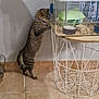 Tomy participe au concours pour gagner de l'argent avec cette photo : cat, tabby, animal_cage, wire_table, curious, indoor, tile_floor, pet, furniture, small_animal, container, standing, looking, home, companion, feline, domestic, floor_tile, side_view, shadow