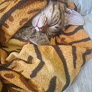 Tomy a rejoint le concours — aidez-le/la à gagner de superbes lots ! cat, tabby, sleeping, blanket, cozy, fur, paw, cute, resting, indoors, pet, animal, striped, soft, warm, relaxed, comfort, closeup, face, whiskers