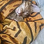 cat, tabby, sleeping, blanket, cozy, fur, paw, cute, resting, indoors, pet, animal, striped, soft, warm, relaxed, comfort, closeup, face, whiskers